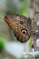 With their wings open these butterflies have metallic blue wings, the Amazon in Iquitos.