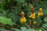 Candle Bush, an important medicinal tree seen here in the Amazon jungle in Iquitos.