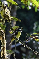 The Great Kiskadee, a common bird seen everywhere and here in the Amazon.