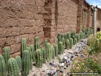 A row of San Pedro cactus growing. Cusco. Peru, South America.
