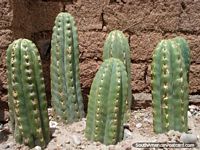 Larger version of San Pedro cactus growing. Cusco.