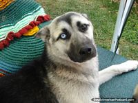 Um cão fantasmagórico que olha com 1 olho castanho e 1 olho branco, Cusco. Peru, América do Sul.