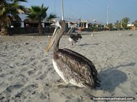 Pelicano de praia de Pisco. Peru, América do Sul.