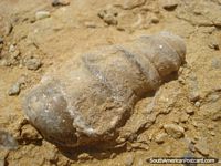 Peru Photo - A fossil in the desert of Paracas National Park in Pisco.