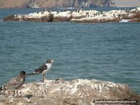 The rocks at Islas Ballestas are covered in white bird poop. Peru, South America.