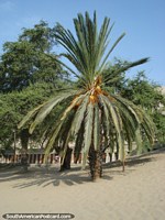 Larger version of Large round palm tree in the sand beside the Huacachina lagoon.