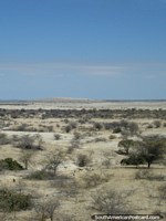 Larger version of Shrubs and bleak terrain in the northern desert south of Piura.