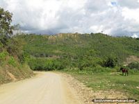 Brown horse, cliffs and scenery on the road to San Ignacio from La Balza.
