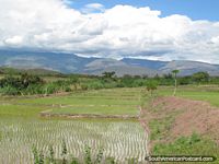 Fazendas molhadas de arroz que cresce em volta de Jaén e Bagua Grande. Peru, América do Sul.