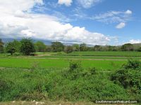 Jaen and Bagua Grande are important rice growing areas in Peru. Peru, South America.