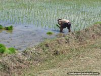 Person picking rice from a paddy near Bagua Grande. Peru, South America.