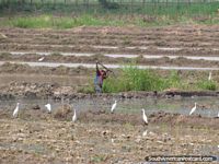 Versión más grande de Muchos tallos blancos andan en un arrozal cerca de Bagua Grande.