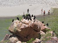 Los buitres se juntan en rocas encima de 3 tipos que nadan en el río, Leymebamba a Celendin. Perú, Sudamerica.