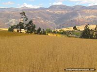 Wheat fields and hills near San Marcos between Cajamarca and Cajabamba. Peru, South America.