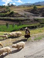 Mulher de camponês e as suas ovelhas entre Cajabamba e Huamachuco. Peru, América do Sul.