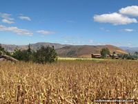 Crop fields scene between Cajabamba and Huamachuco. Peru, South America.
