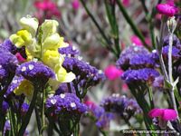 Purple, yellow and pink flowers in Huamachuco plaza. Peru, South America.