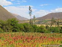 Flores vermelho-vivas e uma visão do terreno perto de Caraz. Peru, América do Sul.