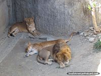 Leão e leoas em Jardim zoológico Huancayo. Peru, América do Sul.