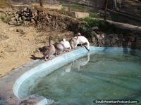 Os gansos bebem no consórcio no Jardim zoológico Huancayo. Peru, América do Sul.