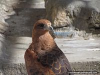El marrón emplumó el halcón en el Zooilógico Huancayo. Perú, Sudamerica.