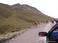 Una manada de llamas en el camino a Huaytapallana cerca de Hauncayo. Perú, Sudamerica.