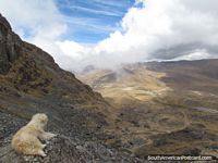 O cão branco olha abaixo para a subida que fizemos em Huaytapallana, Huancayo. Peru, América do Sul.