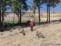 Family looks after their pigs on a farm in Ayacucho. Peru, South America.