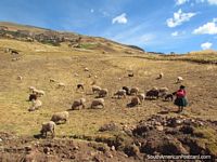 Indigenous woman tends to her sheep on a hillside between Uripa and Andahuaylas. Peru, South America.