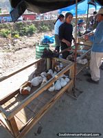 Engorde porcos de Guiné da venda no mercado dos animais em Andahuaylas. Peru, América do Sul.