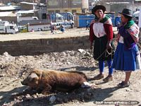 Um grande porco trazido a mercado por 2 mulheres indïgenas quéchuas em Andahuaylas. Peru, América do Sul.