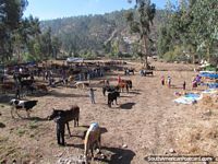 Vacas e cavalos em mercados de gado em Andahuaylas. Peru, América do Sul.
