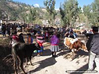 As pessoas olham para as vacas trazidas aos mercados de gado em Andahuaylas. Peru, América do Sul.