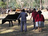 Vacas en pantalla por los vecinos en mercados del ganado en Andahuaylas. Perú, Sudamerica.