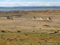 Burros, ovejas y pasto seco cerca de Lago Titicaca cerca de Zepita. Perú, Sudamerica.