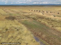 Peru Photo - A yellow field and haystacks west of Juli.