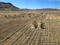 A field of haystacks north/west of Llave. Peru, South America.