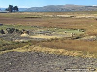 Versão maior do Ovelhas em uma fazenda, colinas e o lago, ao leste de Puno.