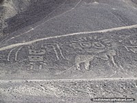 Un par de figuras representado en Palpa Geoglyphs cerca de Nazca. Perú, Sudamerica.