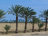Palm trees near the coast south of Trujillo. Peru, South America.