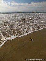 Shell en la playa, mirando fuera a mar en Mancora. Perú, Sudamerica.