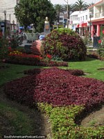 Jardines y flores en Vigilia Pasaje en Tacna. Perú, Sudamerica.