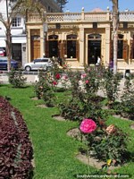 An historic building across the road from Tacna plaza, a pink rose in the gardens. Peru, South America.