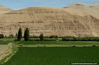 As vacas esfolam em um vale ervoso com colinas rochosas atrás em volta de Moquegua. Peru, América do Sul.