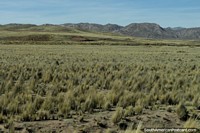 Pastos desolados e colinas rochosas entre Torata e Desaguadero. Peru, América do Sul.