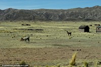 Peru Photo - A pair of llamas on a farm west of Desaguadero.