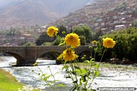 Flores amarelas e o Rio Huallaga e ponte atrás em Huanuco. Peru, América do Sul.