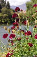 Burgundy wine colored flowers on the Huanuco river-banks. Peru, South America.