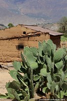 Cacto e um edifïcio de tijolos da lama em Kotosh, Huanuco. Peru, América do Sul.