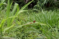 Pequena borboleta vermelha em Mirador Jacintillo, Tingo Maria. Peru, América do Sul.